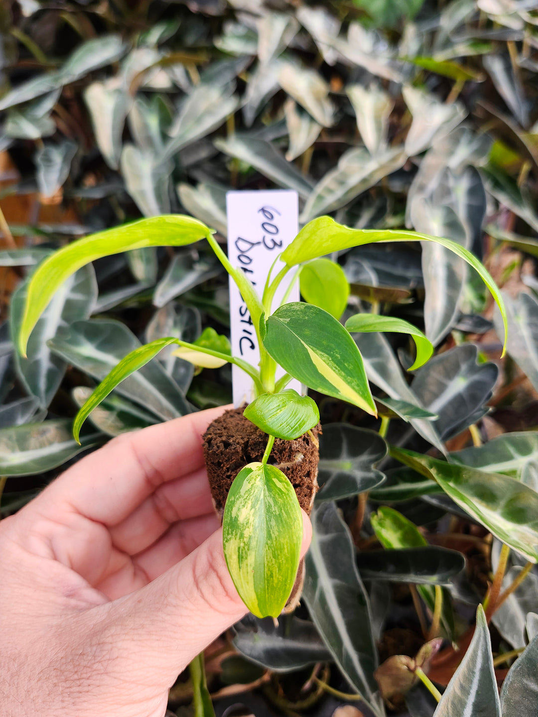 Philodendron Variegated Domesticum-BF603