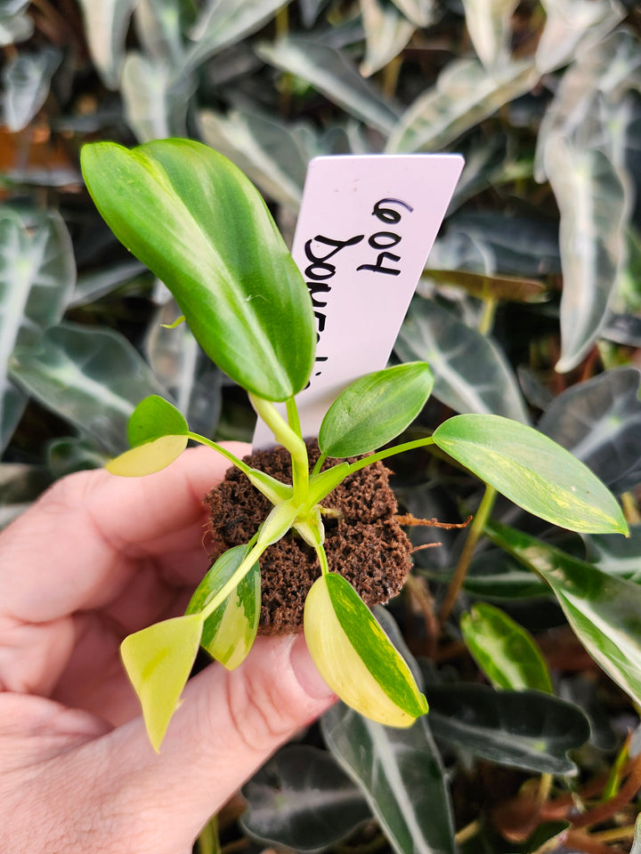 Philodendron Variegated Domesticum-BF604