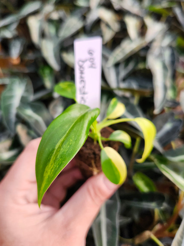 Philodendron Variegated Domesticum-BF604