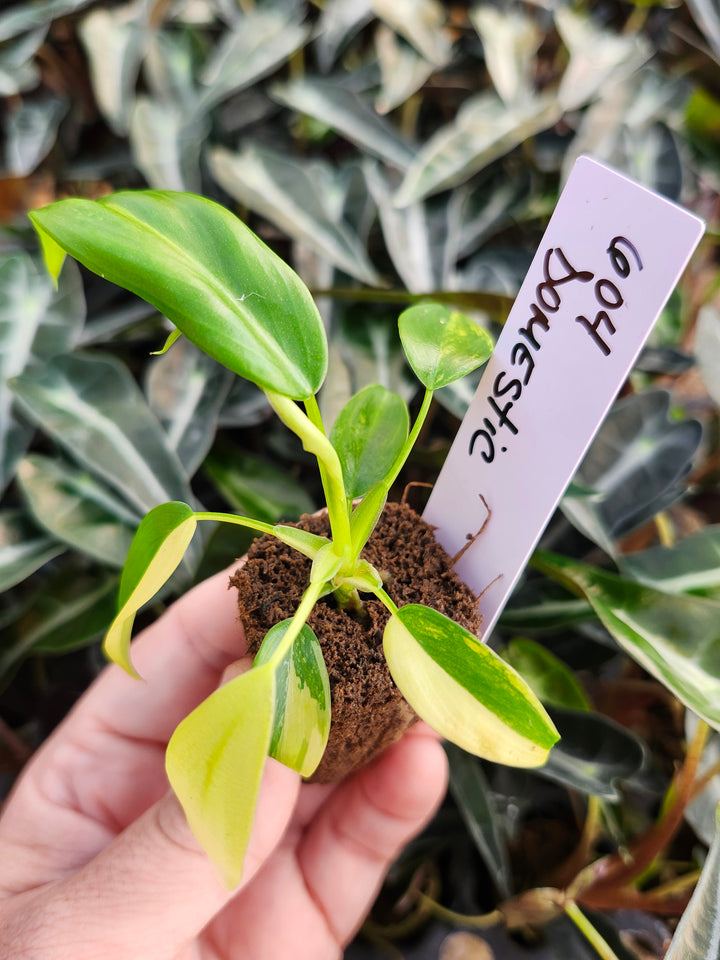 Philodendron Variegated Domesticum-BF604