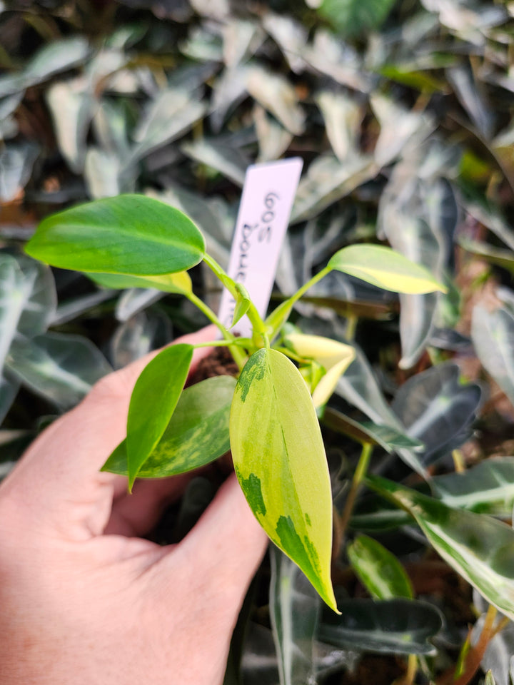 Philodendron Variegated Domesticum-BF605