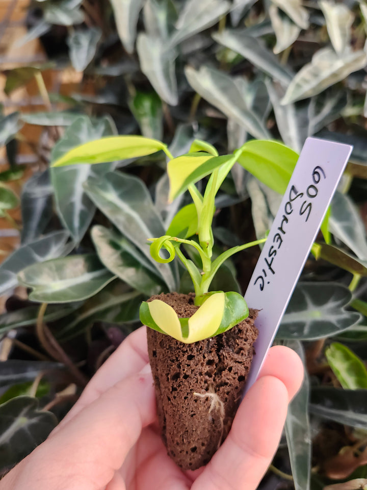 Philodendron Variegated Domesticum-BF605