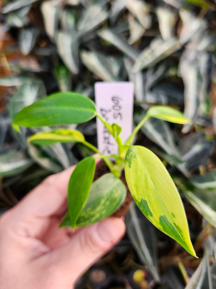 Philodendron Variegated Domesticum-BF605