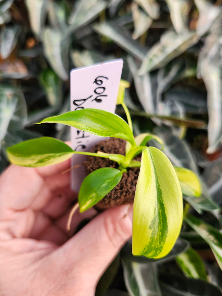 Philodendron Variegated Domesticum-BF606