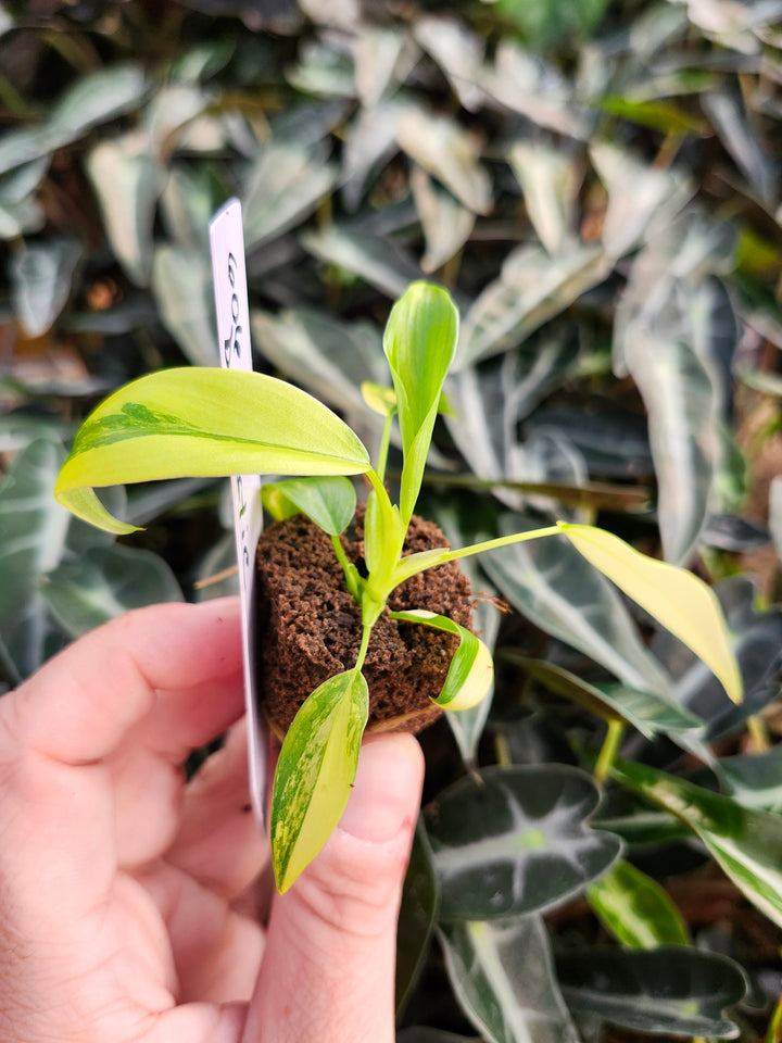 Philodendron Variegated Domesticum-BF606