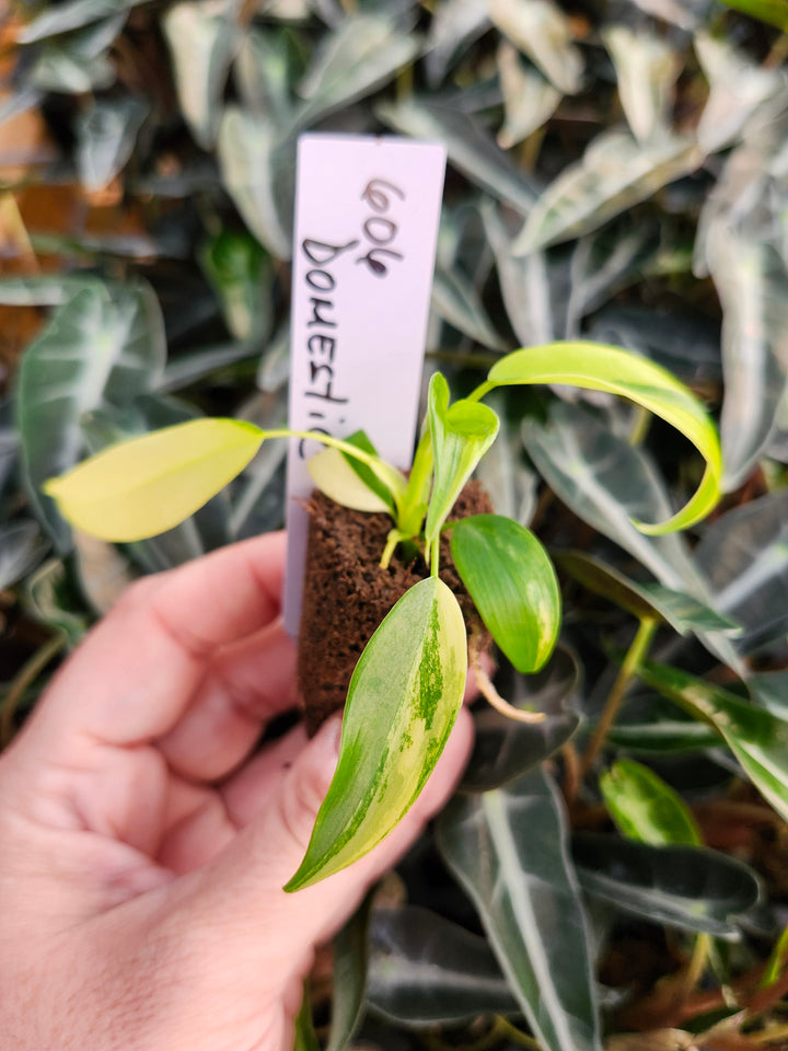 Philodendron Variegated Domesticum-BF606