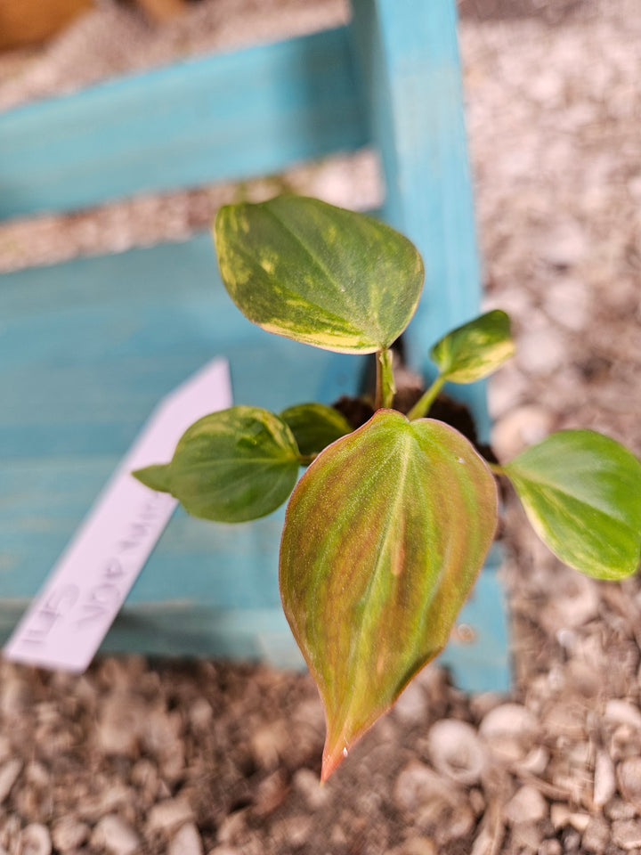 Philodendron Variegated Micans-145