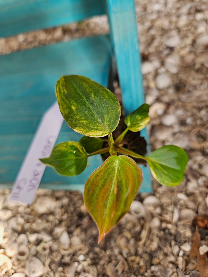 Philodendron Variegated Micans-145