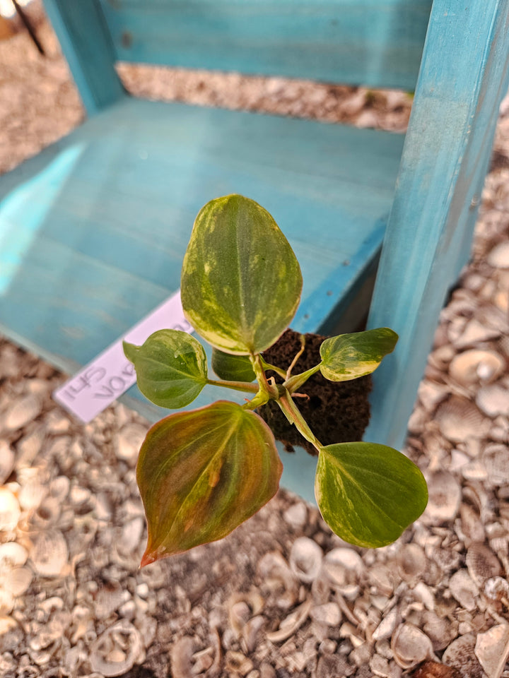 Philodendron Variegated Micans-145