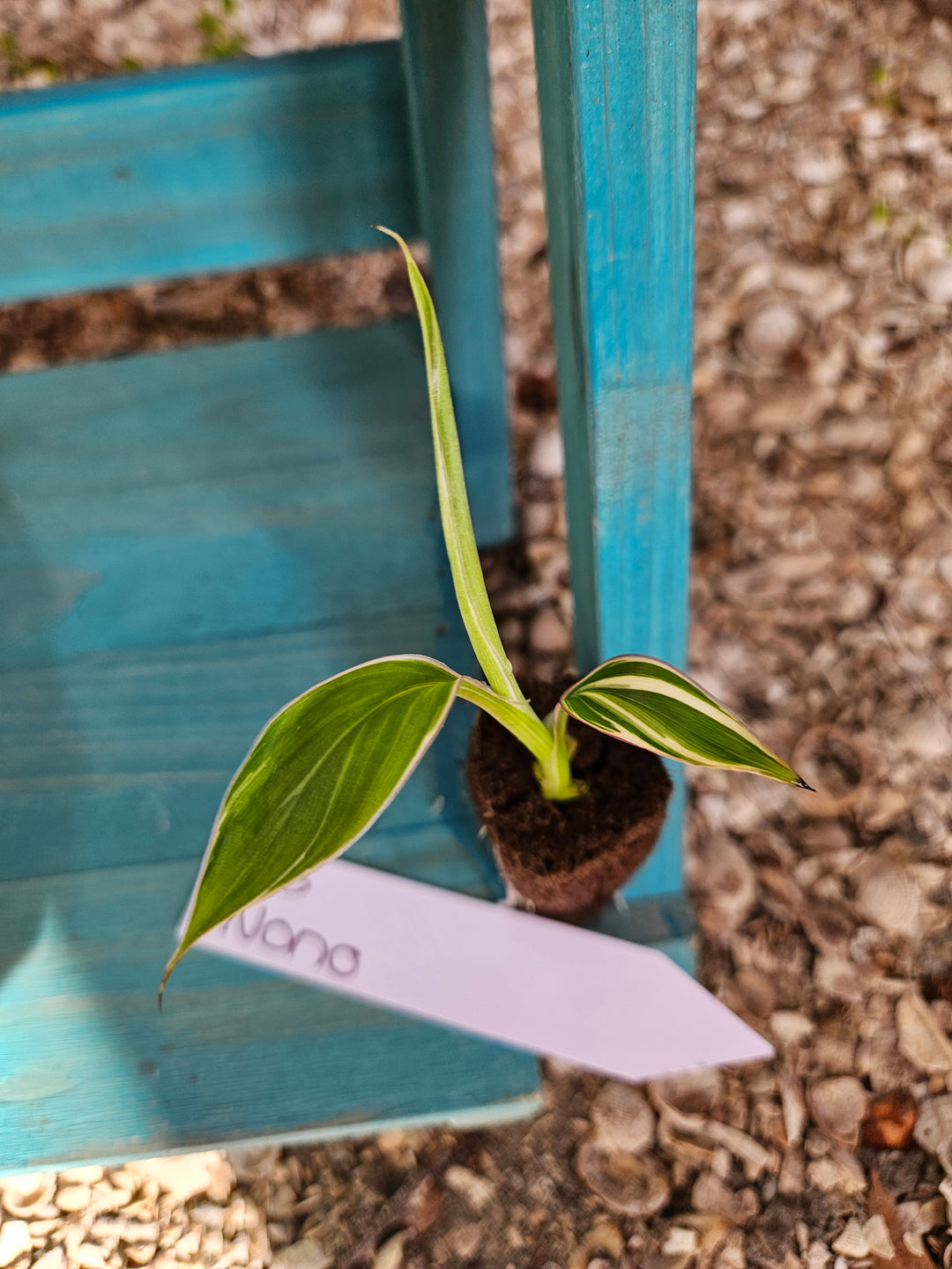 Musa (Banana) NoNo Pink Variegated-163