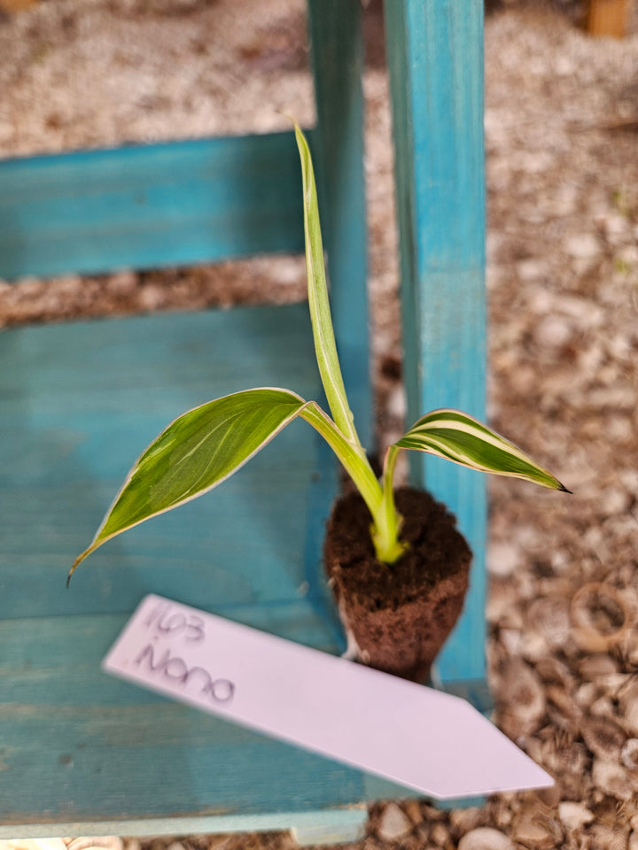 Musa (Banana) NoNo Pink Variegated-163