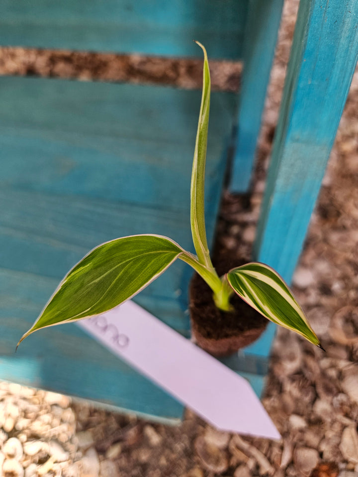 Musa (Banana) NoNo Pink Variegated-163