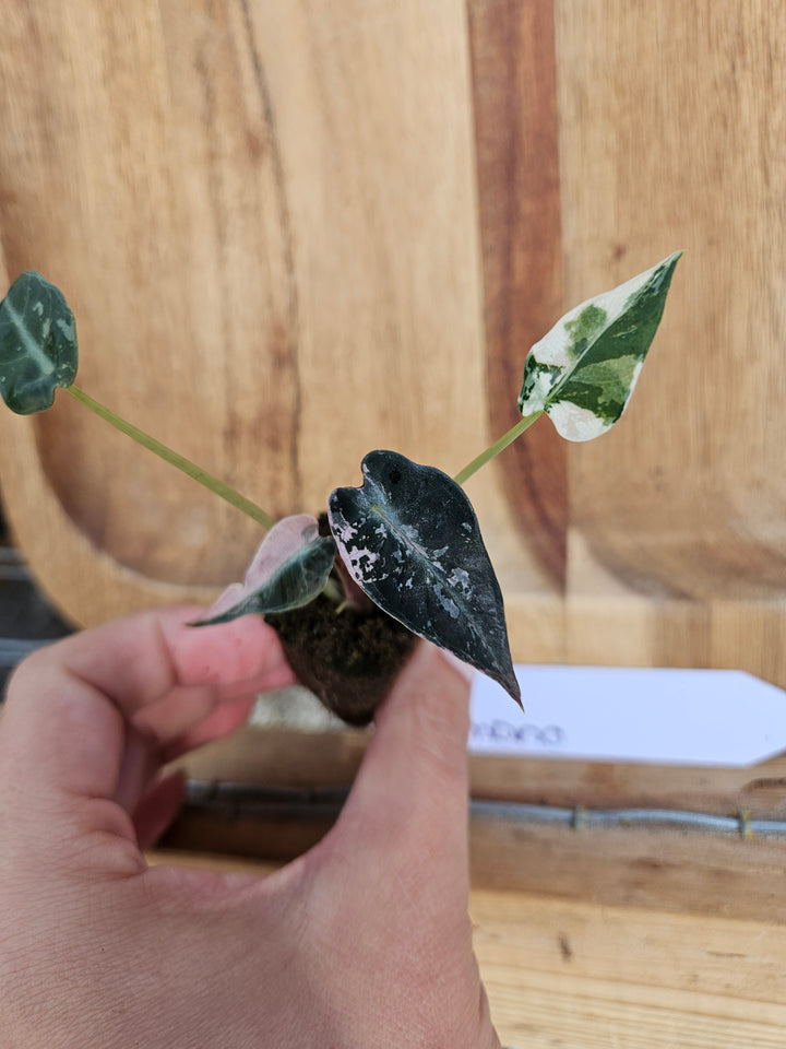 Alocasia Variegated Bambino-152