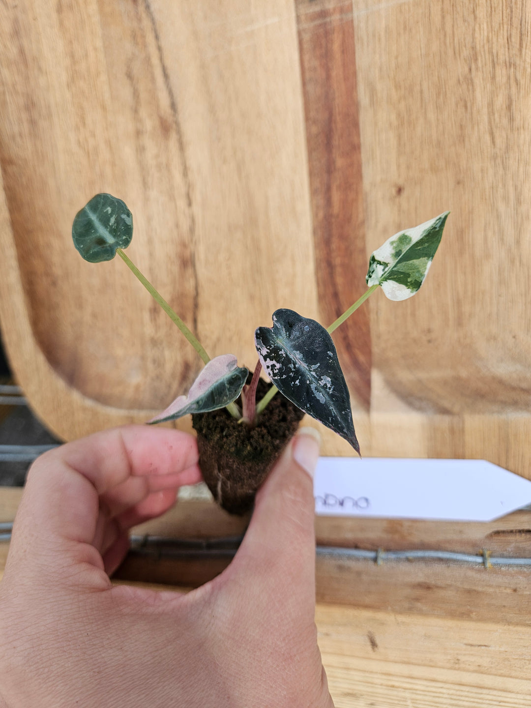 Alocasia Variegated Bambino-152