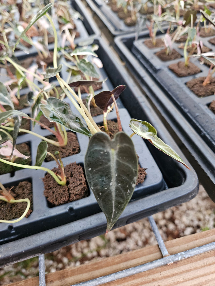 Alocasia Low Variegated Bambino