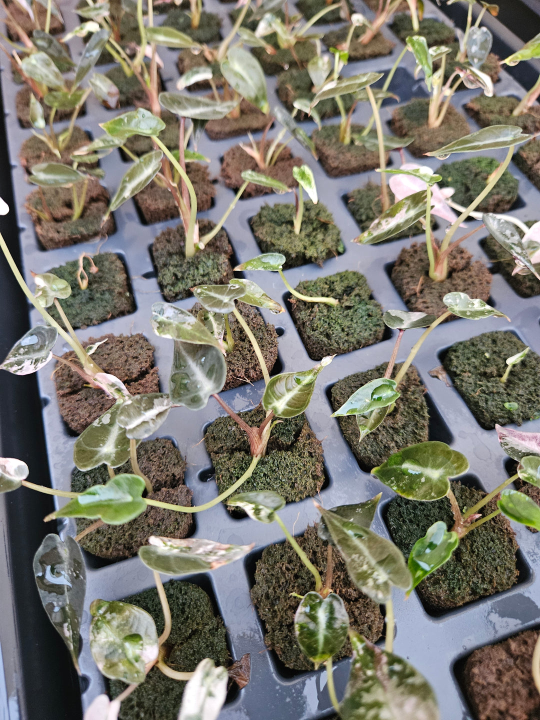 Alocasia Low Variegated Bambino