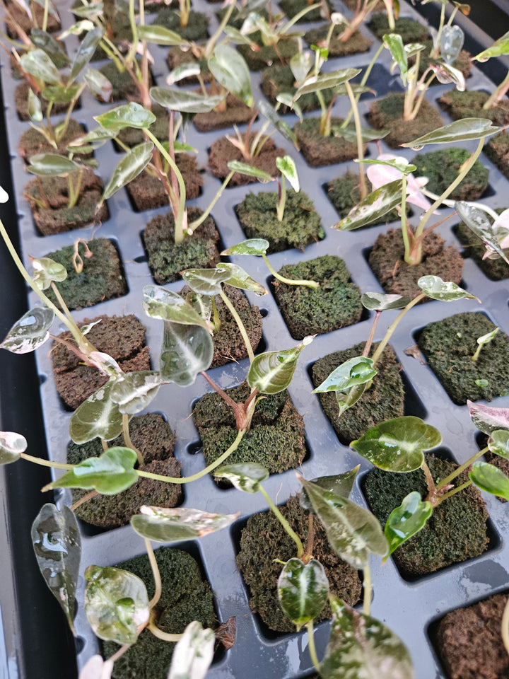 Alocasia Low Variegated Bambino