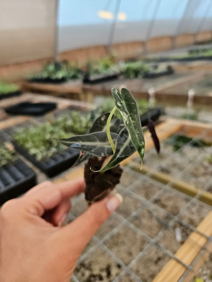 Alocasia Low Variegated Bambino