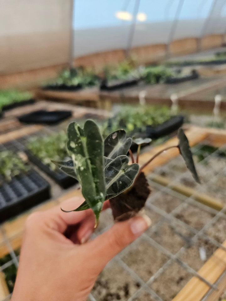 Alocasia Low Variegated Bambino