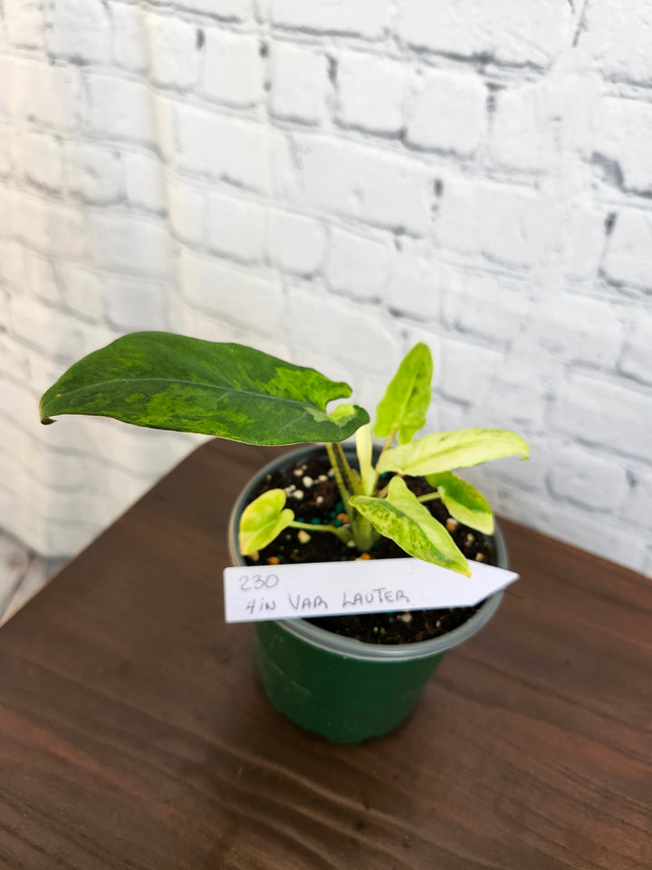 Alocasia Var Lauterbachiana (4in)-230