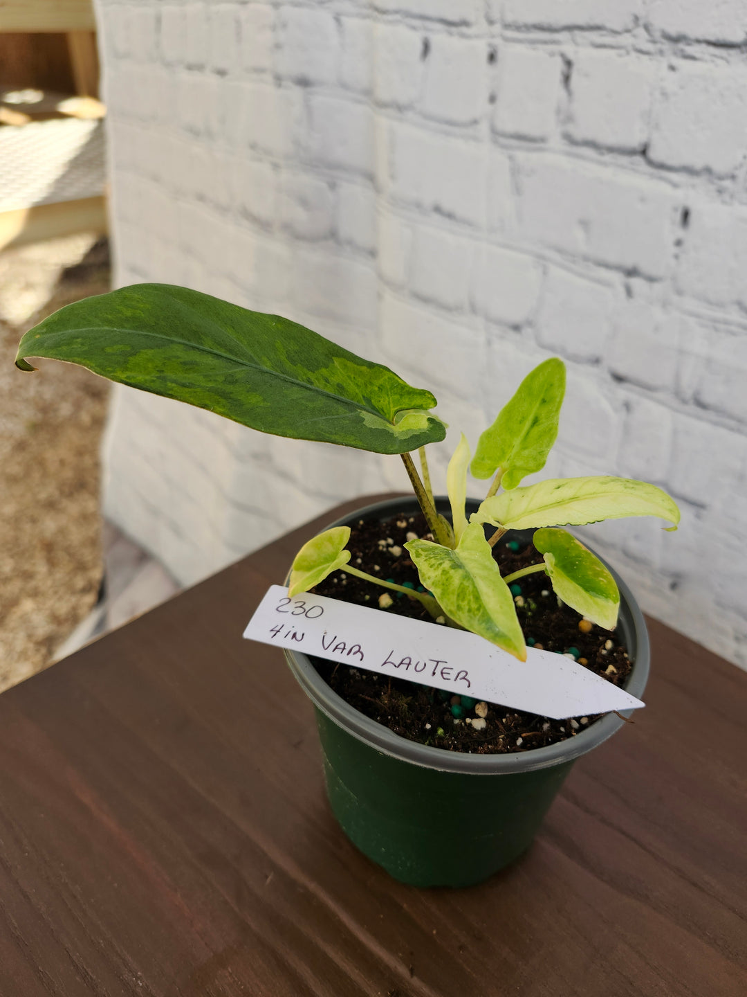 Alocasia Var Lauterbachiana (4in)-230