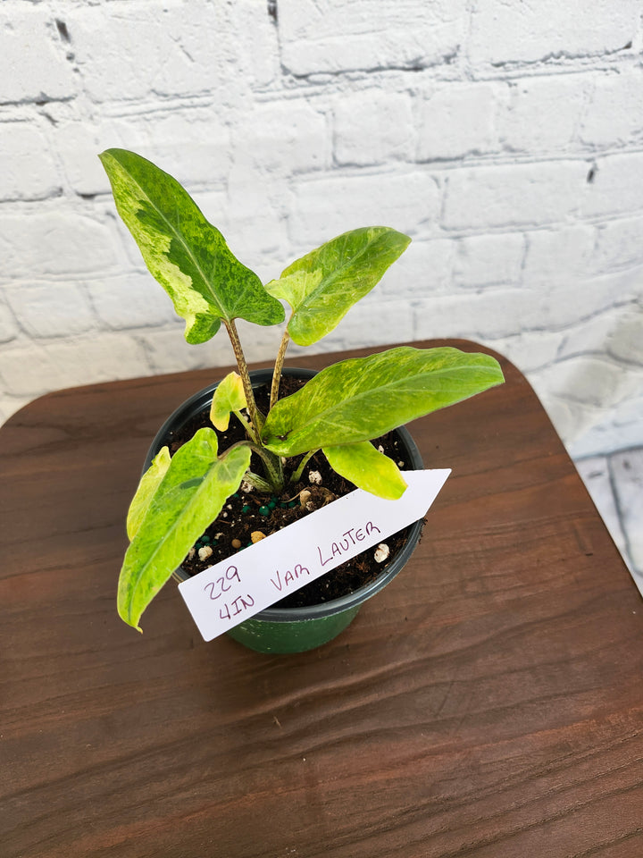 Alocasia Var Lauterbachiana (4in)-229