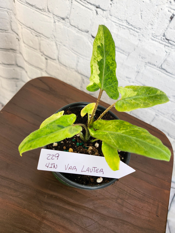 Alocasia Var Lauterbachiana (4in)-229