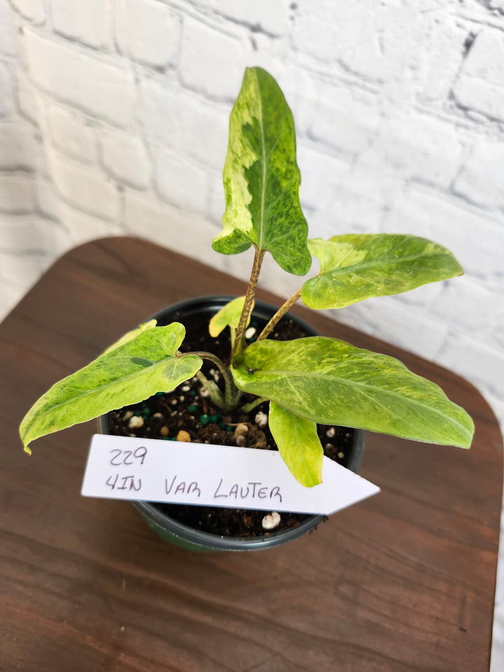 Alocasia Var Lauterbachiana (4in)-229