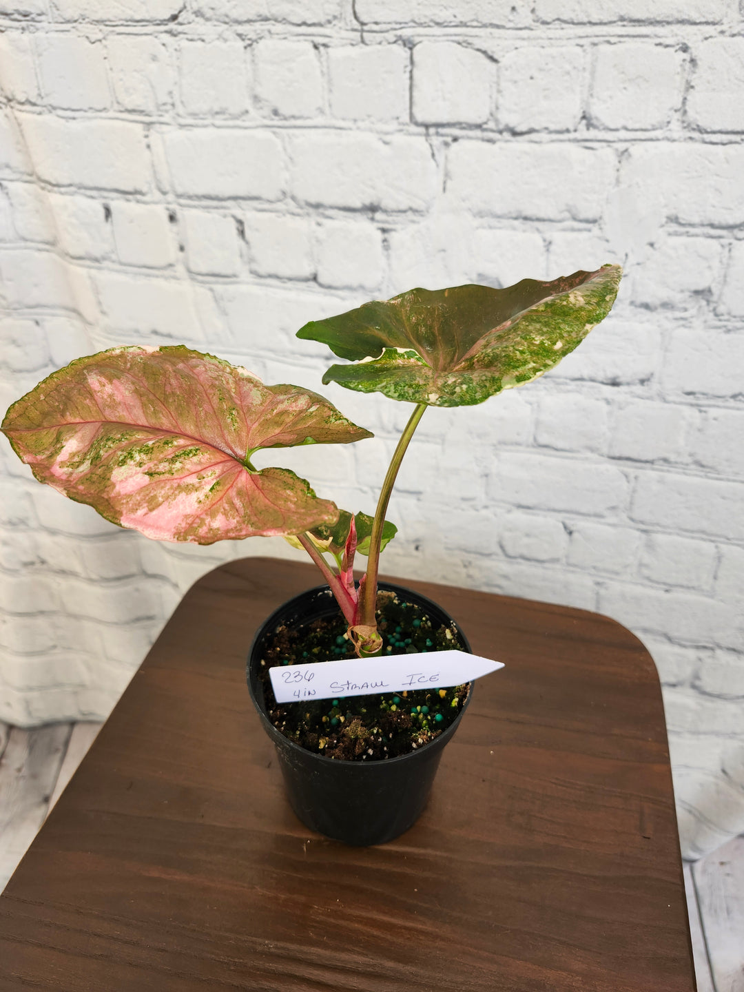 Syngonium Strawberry Ice Galaxy (4in)-236