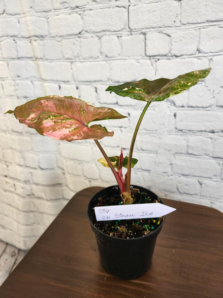 Syngonium Strawberry Ice Galaxy (4in)-236