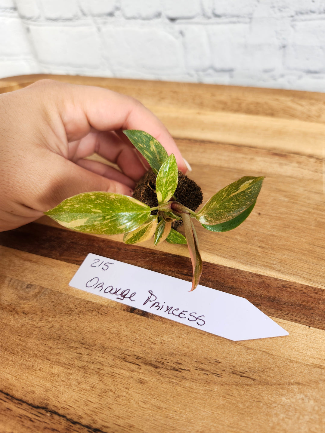 Philodendron Variegated Orange Princess-215