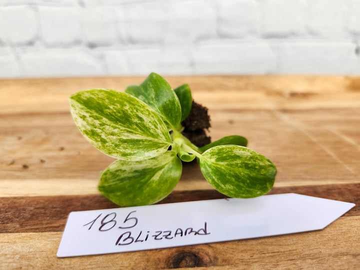 Philodendron Giganteum Var Blizzard-185