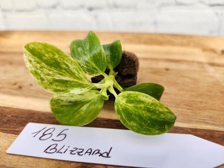 Philodendron Giganteum Var Blizzard-185