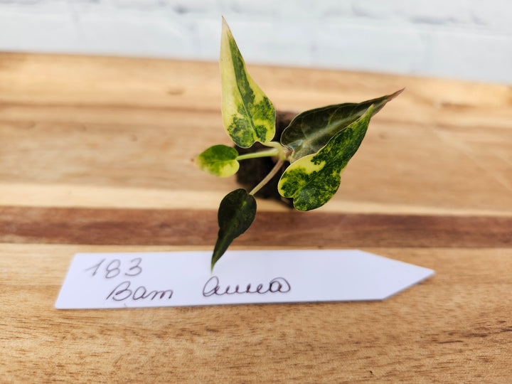 Alocasia Variegated Bambino Aurea-183