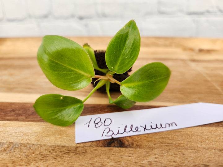 Philodendron Billenium H- 180