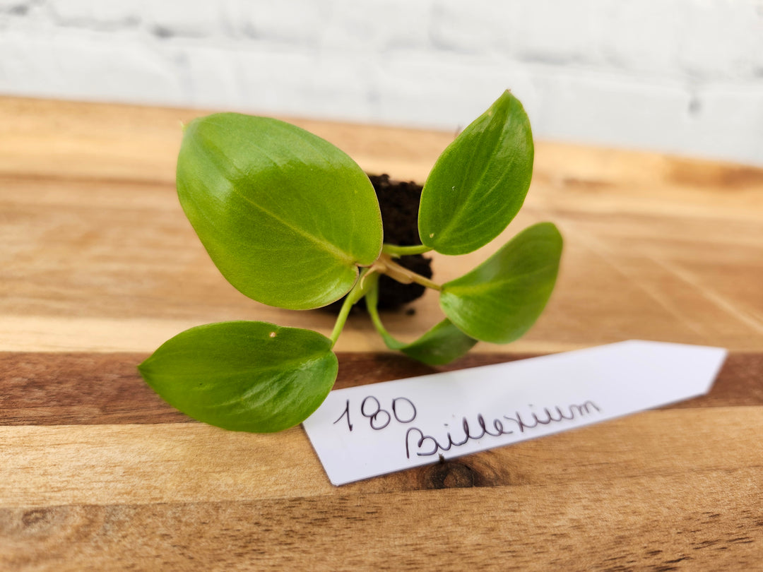 Philodendron Billenium H- 180