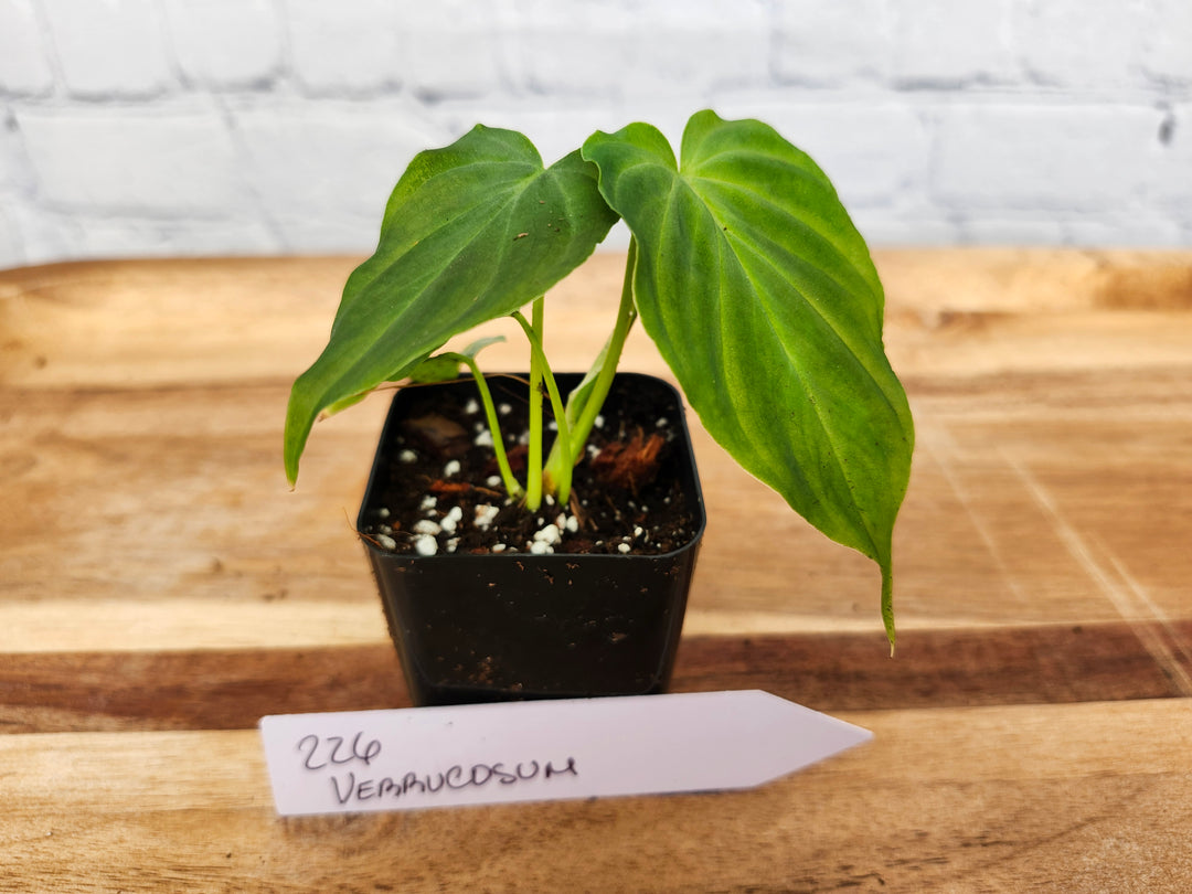 Philodendron Verrucosum-226