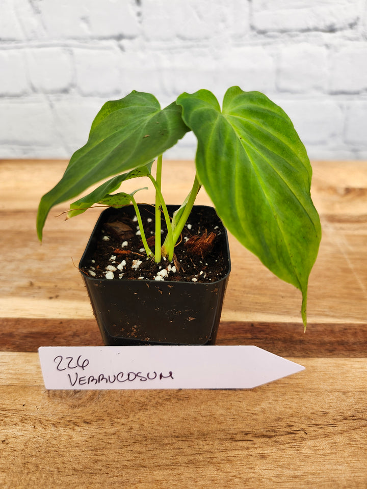 Philodendron Verrucosum-226