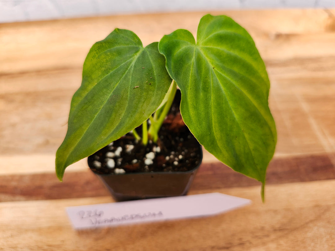 Philodendron Verrucosum-226