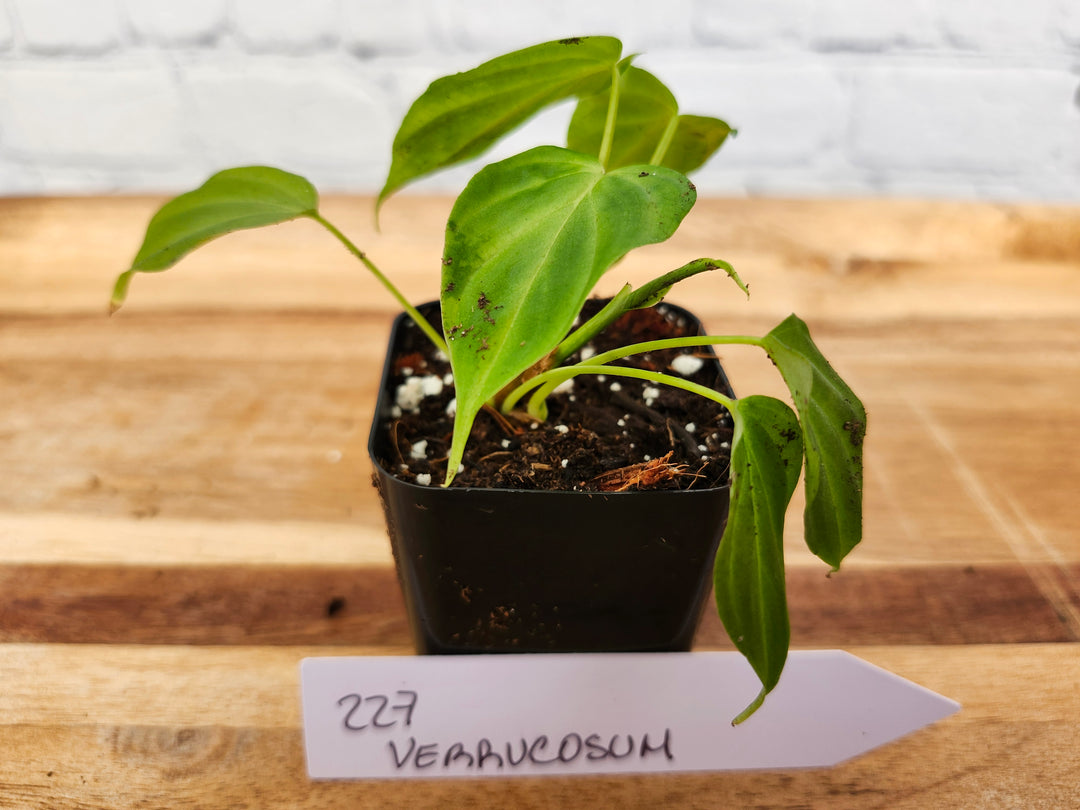 Philodendron Verrucosum-227