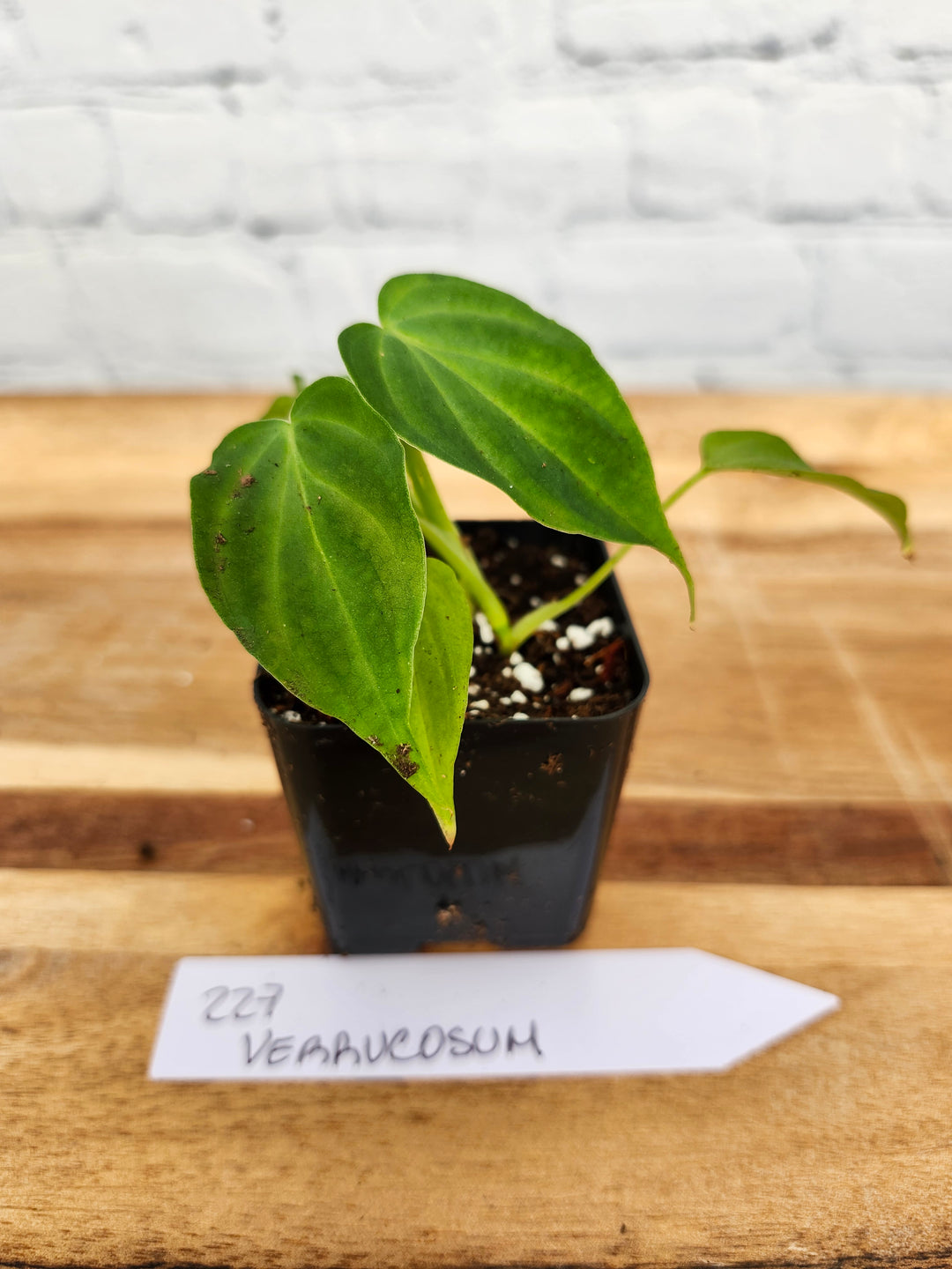 Philodendron Verrucosum-227