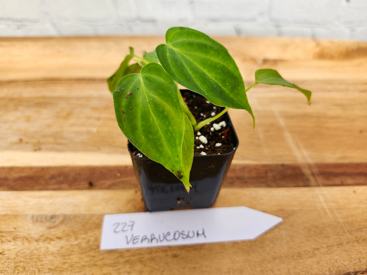 Philodendron Verrucosum-227