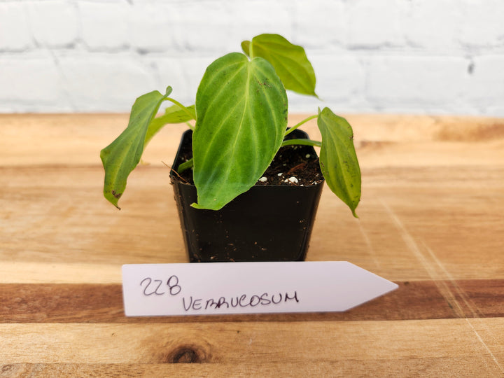 Philodendron Verrucosum-228