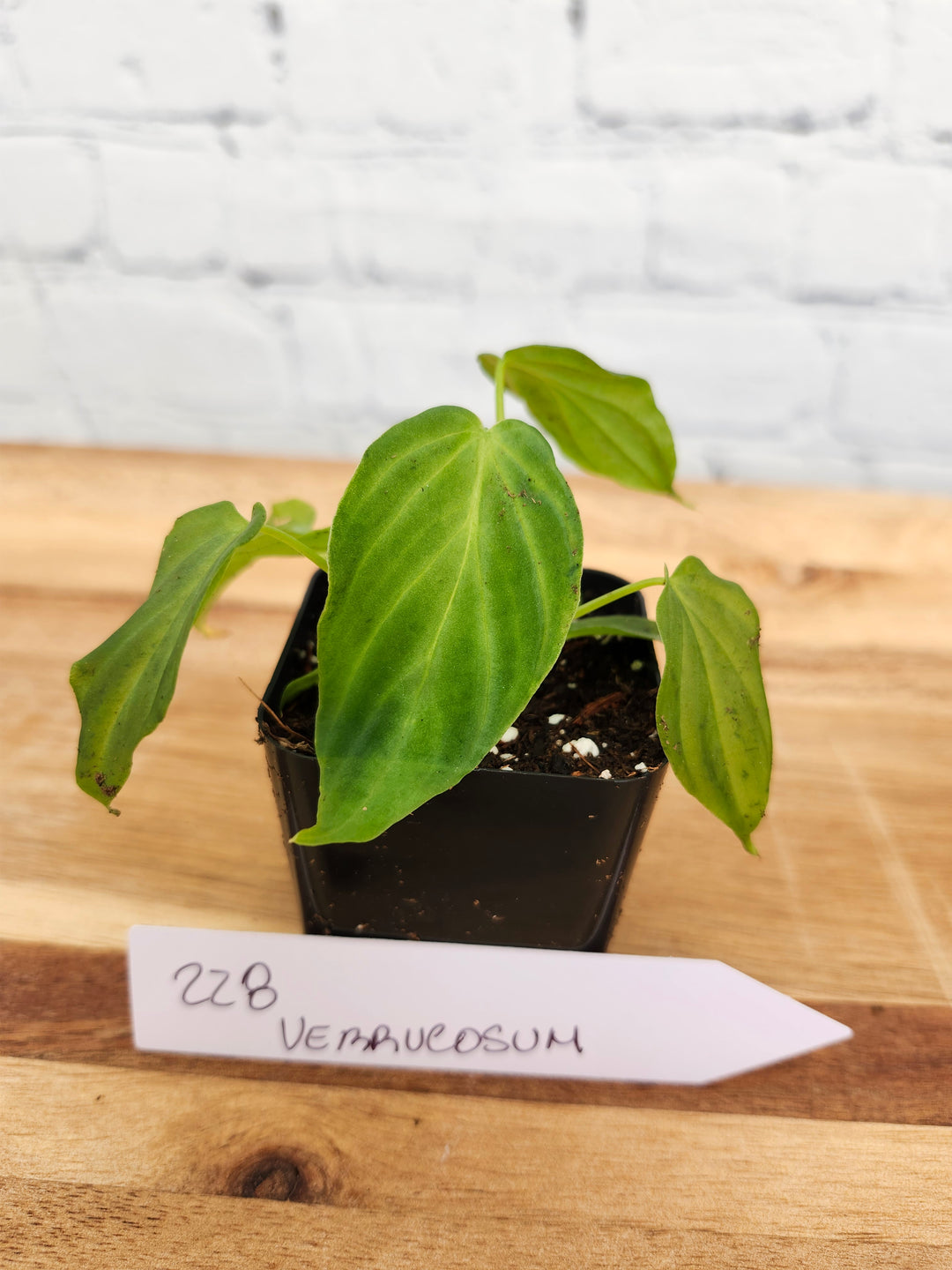 Philodendron Verrucosum-228