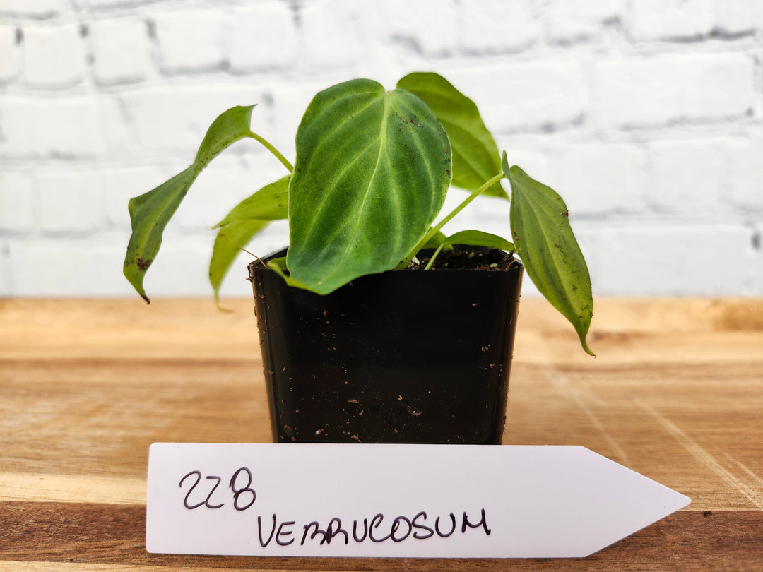 Philodendron Verrucosum-228