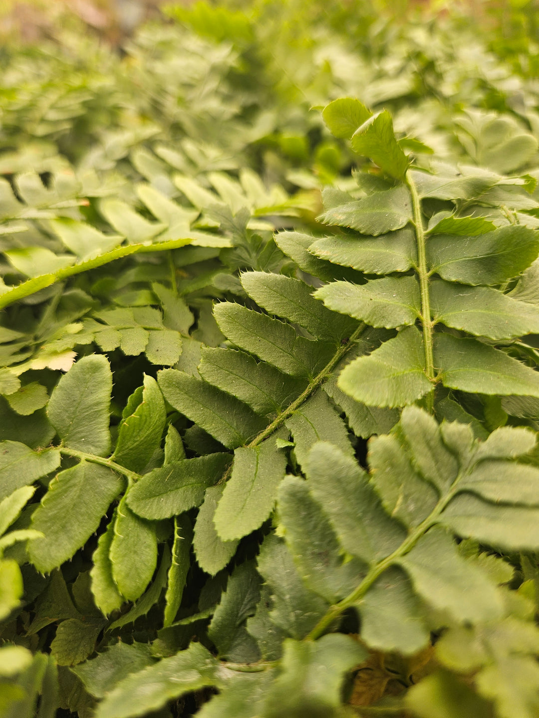 Christmas Fern Plug