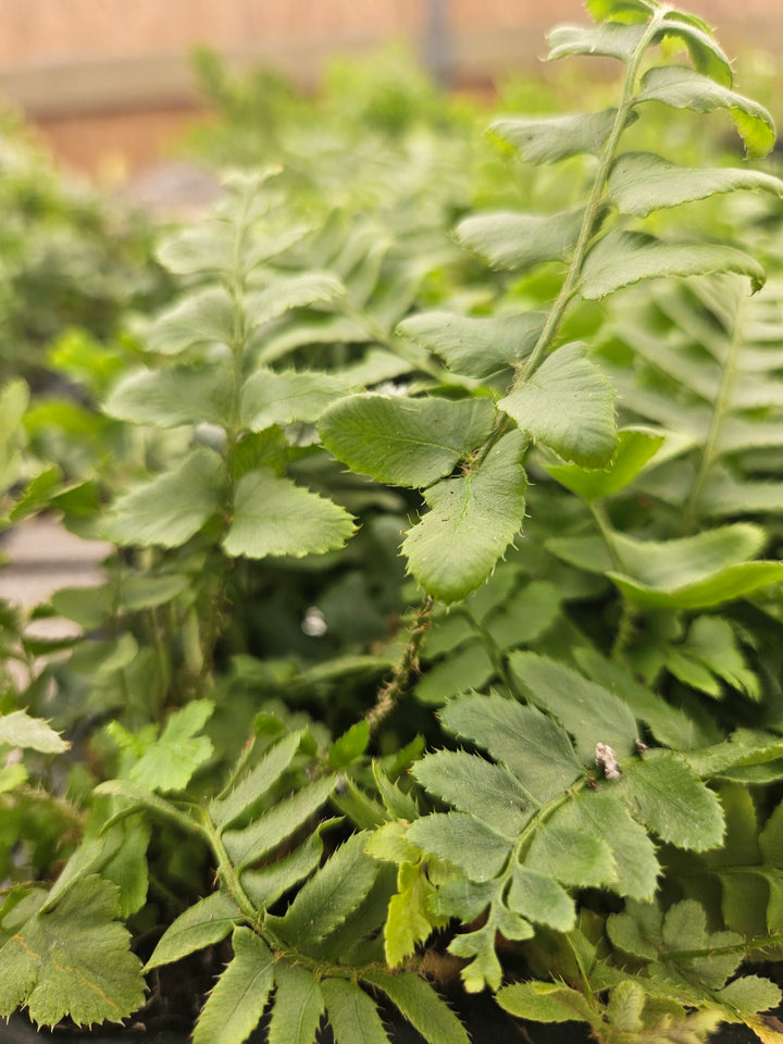 Christmas Fern Plug