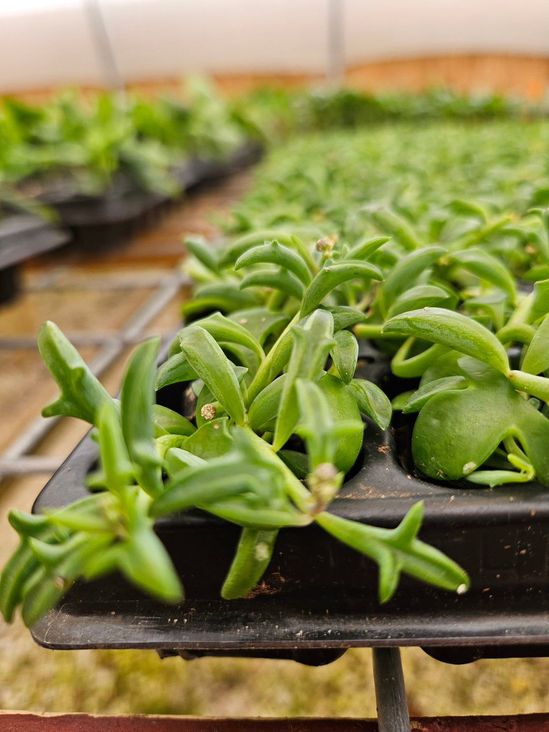 String of Dolphin succulent plant with dolphin-shaped leaves in a nursery tray.