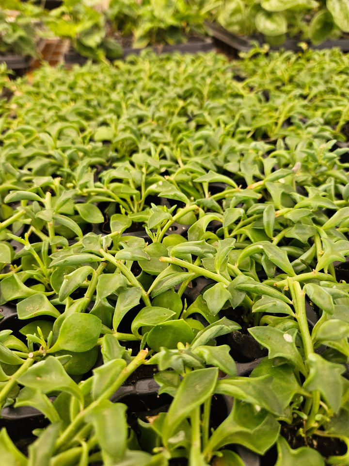 String of Dolphin succulents with dolphin-shaped leaves in a garden nursery.