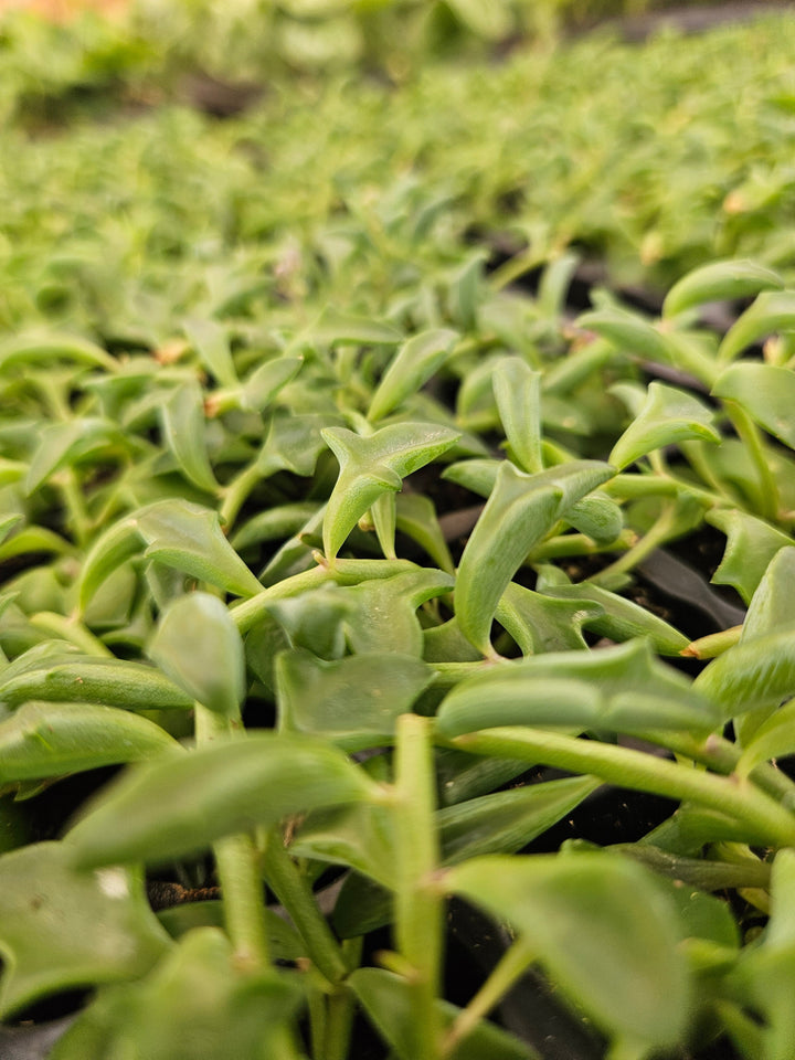 String of Dolphin succulent with dolphin-shaped leaves in a nursery tray.